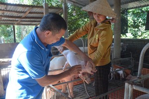 Live hog prices continue to rise ahead of Tet