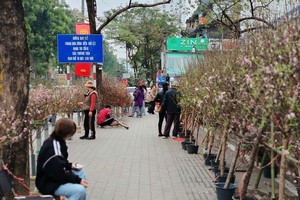 Hanoi Tet flower market sees sluggish sales