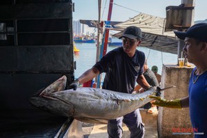 Bountiful first Tet catch lifts spirits of Khanh Hoa fishermen