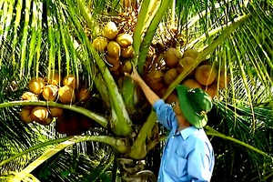 Fresh coconut prices surge as traders rush to buy at orchards