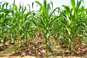 Corn replaces rice in salinity “hotspot,” generating fourfold income