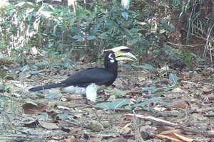 Camera traps record rare otters, great hornbill in Chu Mom Ray National Park