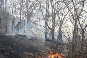 Probe ordered into loss of over 17,700ha of natural forest in Lam Dong