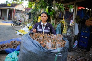 Tra Bong cinnamon prices plunge during peak harvest season