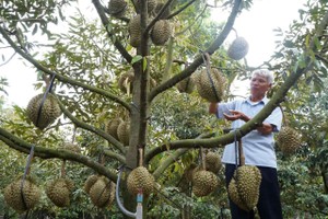 Fruit, vegetable exports reach nearly US$1.5 billion in Q1