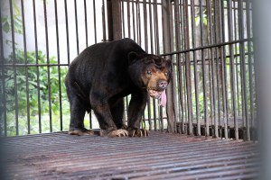 Four captive bears rescued from HCMC-based business