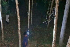 Nighttime cicada hunts in forests yield millions of Vietnamese dong
