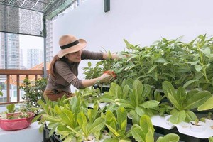 HCMC promotes high-tech urban agriculture for sustainable growth