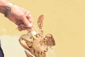 Severe heat damages over 1,300 hectares of aquaculture in Ca Mau