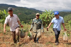 Quang Ngai supports Sedang ethnic community with 1 million free coffee seedlings