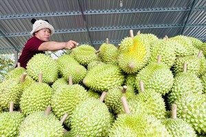 Vietnam announces approved testing laboratories for fruit exports to China