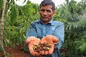 Premature coffee fruit drop raises yield concerns in Gia Lai