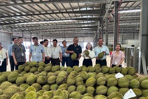 Experts call for solutions to boost sustainable durian exports
