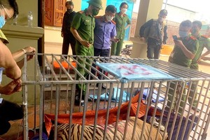 After being rescued, the tigers were sedated and moved into cages to transport to Muong Thanh Ecotourism Site. (Photo: SGGP)