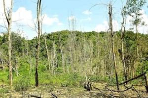The forest trees that were dried up in mass in Vinh Son Commune. (Photo: SGGP)