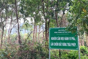 Right after the ban sign, the protection forest of Phu Quoc Island is still illegally destroyed. 