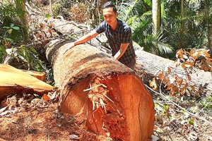 The forest in Zone 486 of Mang Den Town is destroyed. (Photo: SGGP)
