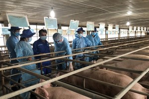 The delegation of the Agriculture and Rural Development Ministry is checking breeding pigs in Binh Thang Research Center for Animal Husbandry (sited in Dong Nai Province). (Photo: SGGP)