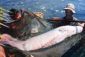 Piracucu not allowed to trade, raise, release to natural environment in Vietnam