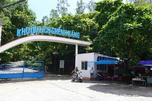 Illegal deforestation in Ghenh Rang national scenic site strictly handled