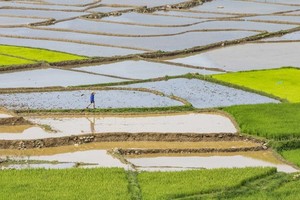 In the dry season, rice fields in the Northern region must depend on water from hydroelectric reservoirs owing to low precipitation