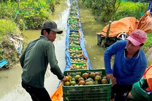 It is estimated that around 50,000 tonnes of king oranges in Vinh Long Province are in need of consumption