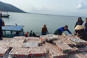 People are unloading anchovies from ships to the port. 