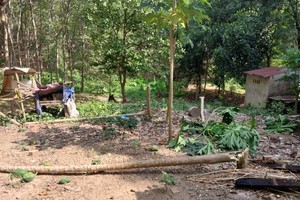 Trees were damaged by the elephant