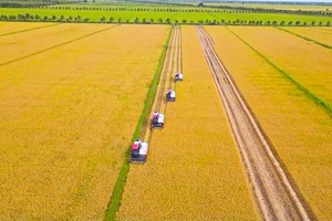 Rice harvesting in a large-scale field (Photo: SGGP)