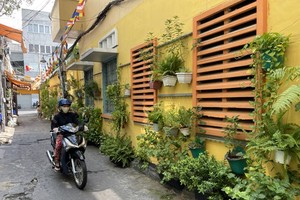 The environmentally friendly wall at Alley 80 on Cao Thang Street (Photo: SGGP)
