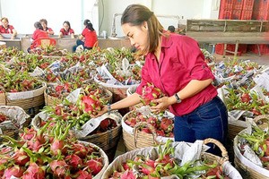 Quantity of fruit, vegetable export orders not as high as expected 