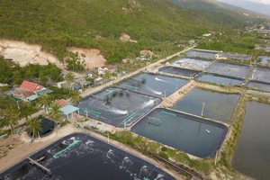 Shrimp farming area for export in Ninh Hoa Town of Khanh Hoa Province (Photo: SGGP)