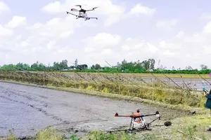 Drones are increasingly used on rice fields in Hau Giang Province