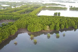 The ecosystem in the core zone of Thi Nai Lagoon is extremely rich, with 103 bird species and 225 species in the Red Data Book of Vietnam