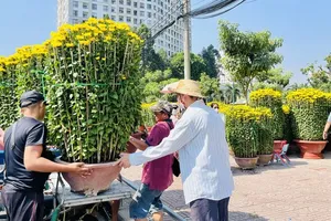 Chrysanthemum grandiflorum pots from Khanh Hoa Province are sold in Gia Dinh Park on January 30