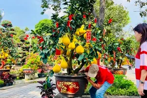 Ornamental flower prices dropped to increase sale