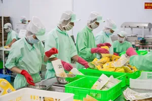Production of freeze-dried banana slices for exportation in Trung Chanh Factory in Dong Thap Province (Photo: SGGP)
