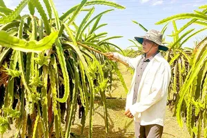 Thuan Tien Dragon Fruit Cooperative in Binh Thuan Province is taking part in growing dragon fruits in a clean, green, and low-carbon way (Photo: SGGP)