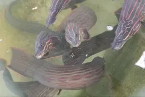 Mekong Delta region succeeds in artificially produce fire eel