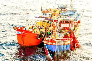 Fishing vessels of fishermen in Quang Phuc Ward of Ba Don Town in Quang Binh Province are going offshore fishing (Photo: SGGP)