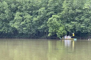 Can Gio Mangrove Forest in HCMC has great potential in joining the carbon credit market (Photo: SGGP)