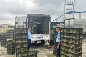 Functional agencies are seizing more than 15,000 smuggled duck breeds in Mong Cai City on May 3 (Photo: SGGP)