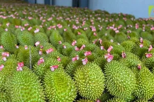 MARD checking 187 durian PUCs, PHCs