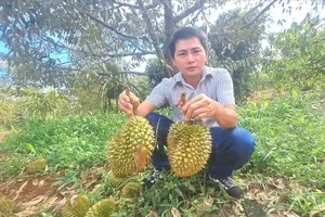 A durian orchard in Gia Lai Province is experiencing drops of young fruits because of heat shock (Photo: SGGP)