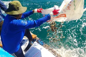 Fishermen in Thuan Quy Commune of Ham Thuan Nam District are releasing Anadara subcrenata into the sea