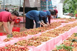 Farmers in Bac Giang Province are harvesting and packaging fresh lychee for export