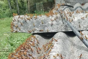 Tens of thousands of locusts appear in Thien Hoa Commune on May 29 (Photo: SGGP)