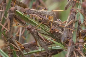Yellow-backed bamboo locusts devouring crops in Northern Vietnam