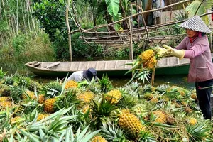 Pineapple harvesting in Tan Phuoc District of Tien Giang Province (Photo: SGGP)