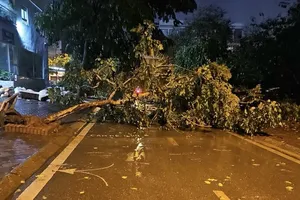 An uprooted tree in Trung Van Ward of Nam Tu Liem District in Hanoi (Photo: SGGP)